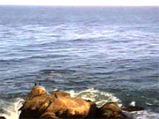 Monterey Bay Web Cam