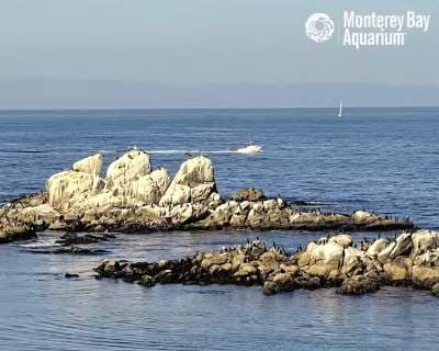 Monterey Bay Aquarium Webcam, California