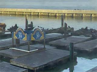 Pier 39 Sea Lion Cam